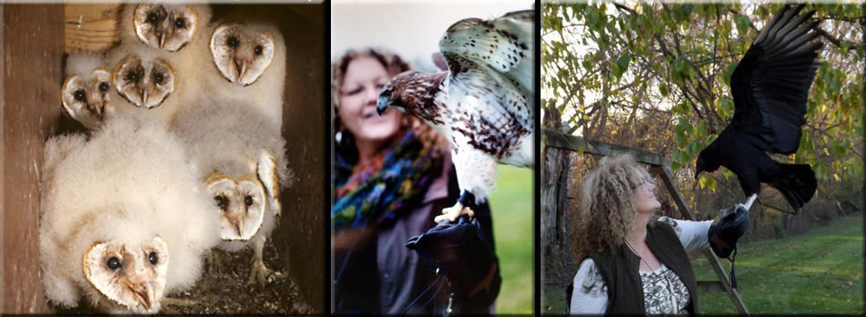 Baby Owl, Hawk, and Turkey Buzzard