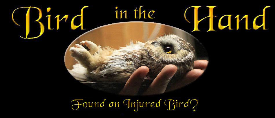 Injured Bird Banner