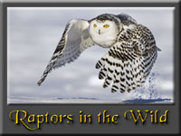 Raptors in the Wild Button